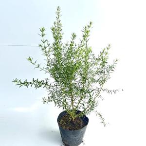 ウエストリンギア 樹高0.3m前後 15cmポット （40本セット）（送料無料） 苗 植木 苗木 庭
