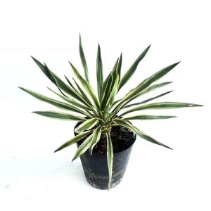 ユッカ グロリオサ バリエガータ 樹高0.3m前後 21cmポット （8本セット）（送料無料） 苗 植木 苗木 庭