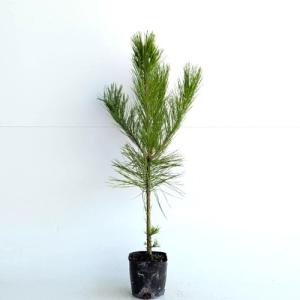盆栽苗木 八房黒松（やつふさくろまつ） : 植物・園芸専門店 花育通販
