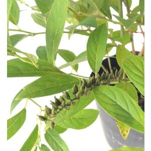 コバノズイナ 樹高0.4m前後 13.5〜15...の詳細画像1