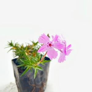 シバザクラ ピンク フロックストロット / 9.0cmポット （ 単 品 ） 花時期3月下旬〜4月上旬 苗 植木 苗木 庭 グランドカバー