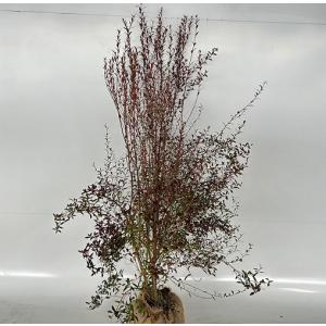ビルベリー 樹高0.6m前後 根巻 （24本セット）（送料無料） 苗 植木 苗木 庭 果樹苗 果樹 木