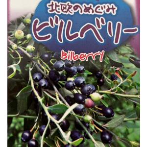 ビルベリー 樹高0.6m前後 根巻 (24本セ...の詳細画像1