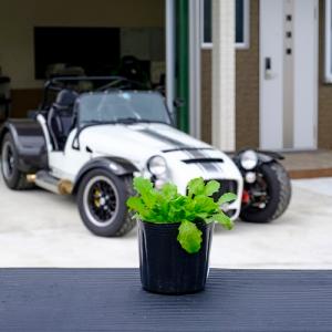 サギゴケ シロバナサギゴケ / 9.0cmポッ...の詳細画像1