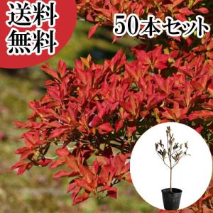 ドウダンツツジ 樹高0.3m前後 10.5cmポット （50本セット）（送料無料） 苗 植木 苗木 庭