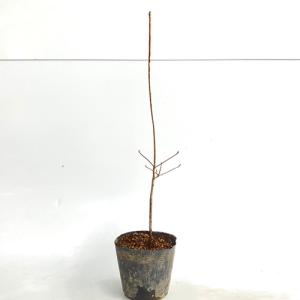 ドウダンツツジ 樹高0.3m前後 10.5cm...の詳細画像4