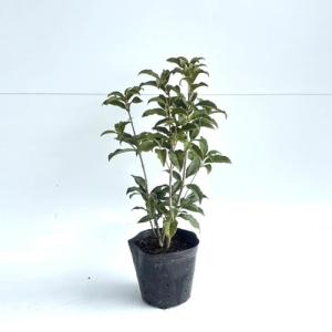 キンモクセイ 樹高0.5m前後 15cmポット （40本セット）（送料無料） 苗 植木 苗木 庭