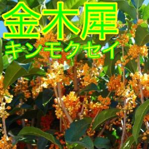 キンモクセイ 樹高0.5m前後 15cmポット...の詳細画像2