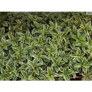 フイリヤブコウジ / 9.0cmポット （112本セット）（送料無料） 苗 植木 苗木 庭 グランドカバー