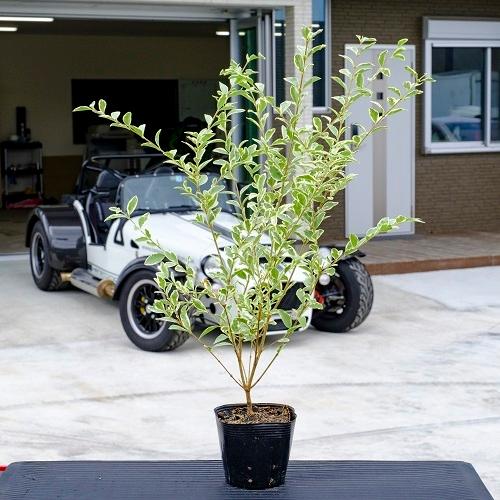 シルバープリペット 樹高0.4m前後 15cmポット （ 単 品 ）（送料無料）  苗 植木 苗木 ...