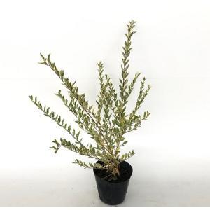 シルバープリペット 樹高0.5m前後 15cm...の詳細画像1