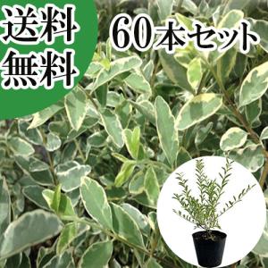 シルバープリペット 樹高0.5m前後 15cmポット （60本セット）（送料無料） 苗 植木 苗木 庭