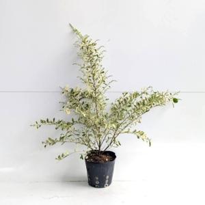 シルバープリペット 樹高0.5m前後 15cm...の詳細画像1