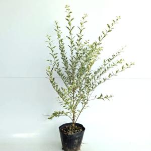 シルバープリペット 樹高0.5m前後 15cm...の詳細画像1