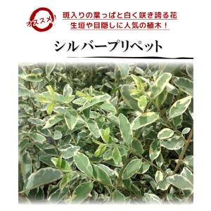 シルバープリペット 樹高0.5m前後 15cm...の詳細画像3