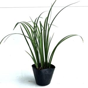 セキショウ / 10.5cmポット （160本セット）（送料無料） 苗 植木 苗木 庭 グランドカバー