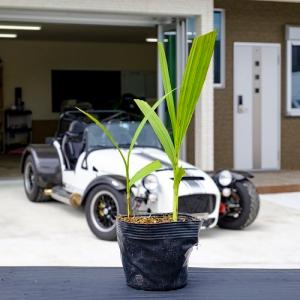 シラン / 10.5cmポット （120本セット）（送料無料） 苗 植木 苗木 庭 グランドカバー