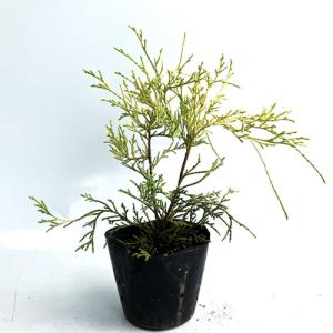 フィリフェラオーレア 樹高0.25m前後 10...の詳細画像2