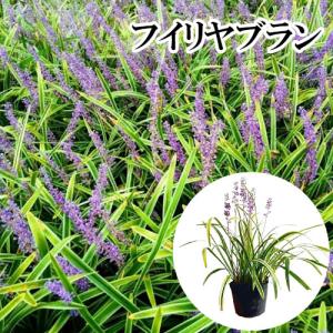 フイリヤブラン / 10.5cmポット （ 単 品 ） 花：10月中旬 苗 植木 苗木 庭 グランドカバー