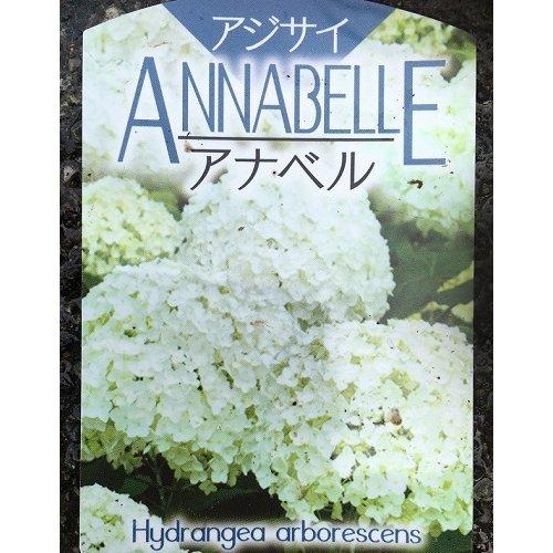 アジサイ アナベル 樹高0.4m前後 15cmポット （5本セット）（送料無料）  苗 植木 苗木