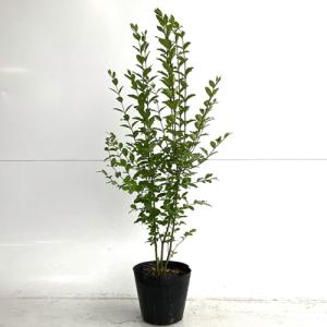 鉢：服部 正方鉢 9.4cm【現品】* 資材 : 遊恵盆栽 Yahoo!店 - 通販