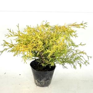 フィリフェラオーレア 樹高0.25m前後 15cmポット （60本セット）（送料無料） 苗 植木 苗木 庭