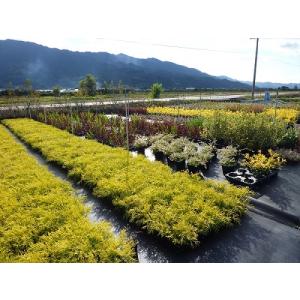 フィリフェラオーレア 樹高0.25m前後 15...の詳細画像2