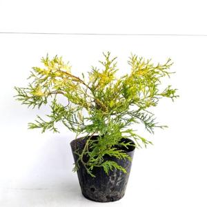 フィリフェラオーレア 樹高0.25m前後 15cmポット （80本セット）（送料無料） 苗 植木 苗木 庭