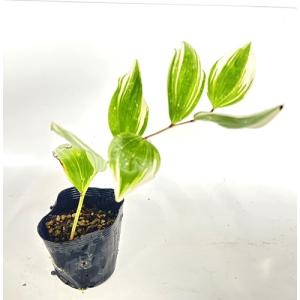 フイリアマドコロ 斑入りナルコユリ / 10....の詳細画像1