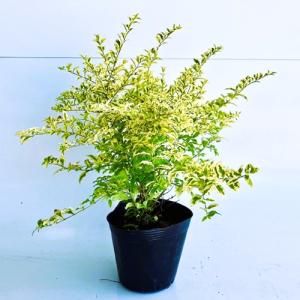 プリペット レモンアンドライム 樹高0.3m前後 15cmポット （50本セット）（送料無料） 苗 植木 苗木 庭 グランドカバー