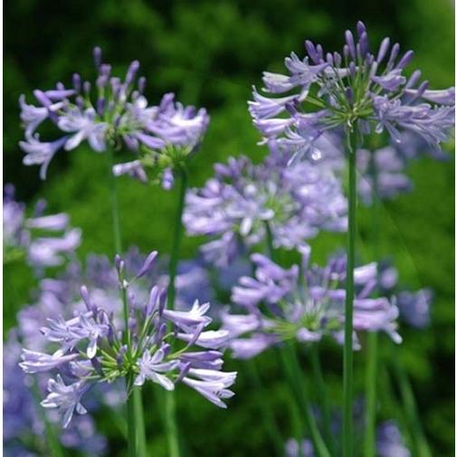 ヒメアガパンサス / 10.5cmポット （80本セット）（送料無料）  苗 植木 苗木 庭 グラン...