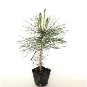 大型商品】マツ（松）/クロマツ（黒松） 樹高2.5m前後 露地苗 シンボル