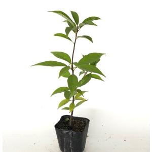 アラカシ 樹高0.3m前後 10.5cmポット （ 単 品 ） 苗 植木 苗木 庭