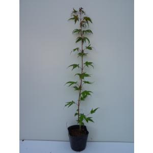 イロハモミジ 樹高0.3m前後 10.5cmポット （150本セット）（送料無料） 苗 植木 苗木