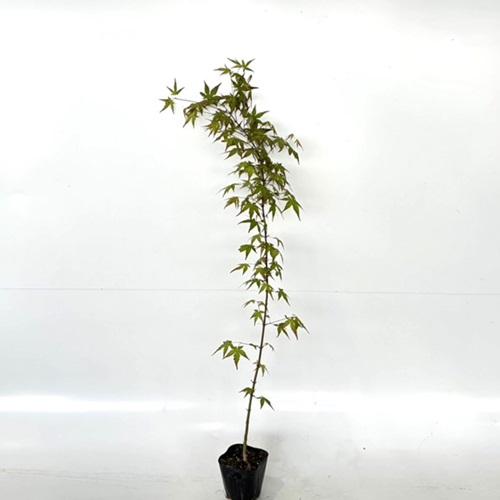 イロハモミジ 樹高0.8m前後 10.5cmポット （10本セット）（送料無料）  苗 植木 苗木