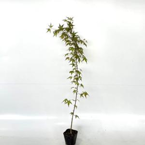 イロハモミジ 樹高0.8m前後 10.5cmポット （100本セット）（送料無料） 苗 植木 苗木 庭