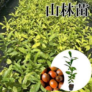 クヌギ 樹高0.5m前後 10.5cmポット (...の商品画像