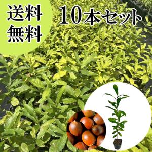 クヌギ 樹高0.8m前後 10.5cmポット （ 単 品 ） 苗 植木 苗木 : 花と緑