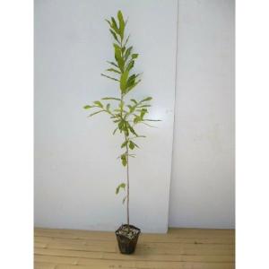 コナラ 樹高0.8m前後 10.5cmポット （100本セット）（送料無料） 苗 植木 苗木