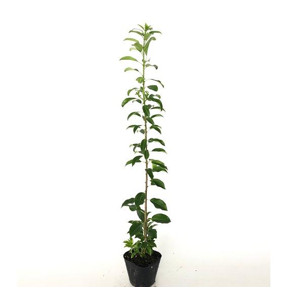 ソヨゴ 樹高0.5m前後 10.5cmポット （10本セット）（送料無料） メス木 苗 植木 苗木 ...