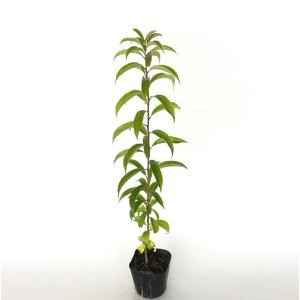 ナナミノキ 樹高0.5m前後 10.5cmポット （100本セット）（送料無料） 苗 植木 苗木 庭
