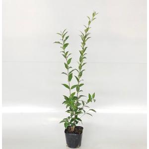 ネズミモチ 樹高0.8m前後 10.5cmポット （ 単 品 ）  苗 植木 苗木