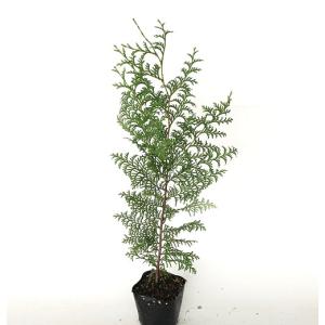 ヒノキ 樹高0.3m前後 10.5cmポット （150本セット）（送料無料） 苗 植木 苗木 庭