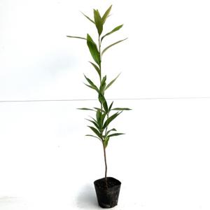 マテバシイ 樹高0.5m前後 10.5cmポット （150本セット）（送料無料） 苗 植木 苗木 庭