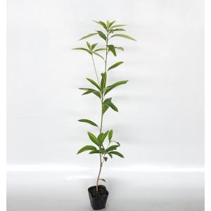 マテバシイ 樹高0.8m前後 10.5cmポット （150本セット）（送料無料） 苗 植木 苗木 庭