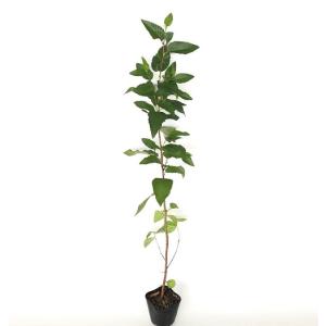 ヤシャブシ 樹高0.5m前後 10.5cmポット （200本セット）（送料無料） 苗 植木 苗木 庭
