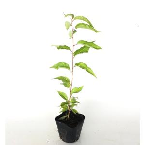 ヤマザクラ 樹高0.5m前後 10.5cmポット （150本セット）（送料無料） 苗 植木 苗木 庭