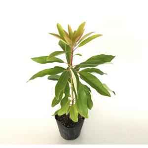 ユズリハ 樹高0.3m前後 10.5cmポット （200本セット）（送料無料） 苗 植木 苗木 庭