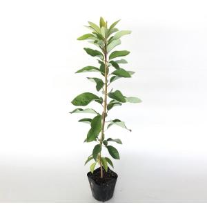 ユズリハ 樹高0.5m前後 10.5cmポット （100本セット）（送料無料） 苗 植木 苗木 庭