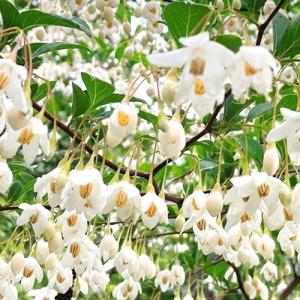 エゴノキ 樹高0.3m前後 10.5cmポット （ 単 品 ） 苗 植木 苗木